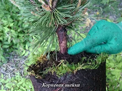 Корневая система: виды и типы корневых систем растений, особенности  строения | Houzz Россия