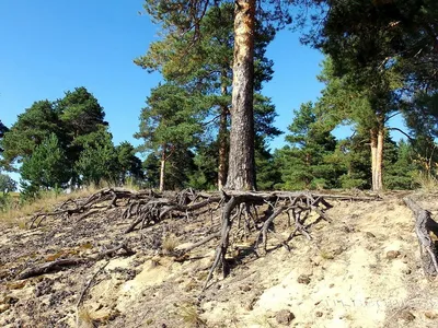 Сеянцы сосны обыкновенной (Pinus sylvestris) 1-2 лет (id 106933366), купить  в Казахстане, цена на Satu.kz