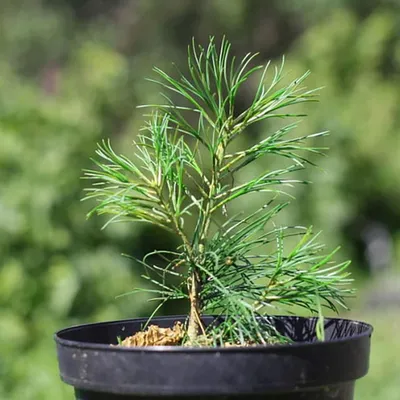 Сеянцы сосны обыкновенной (Pinus silvestris) | Сарафановский питомник  растений