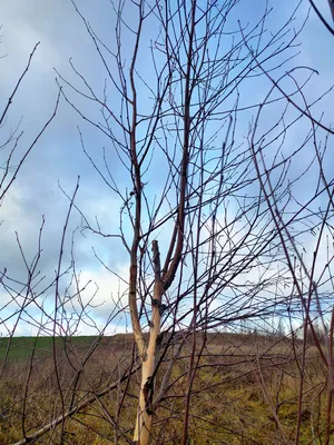 Корни дерева березы стоковое фото. изображение насчитывающей серо -  129165638