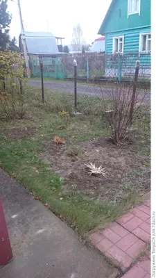 В городском парке вкопали березы корнями вверх | bobruisk.ru