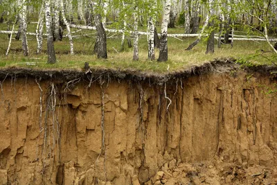 Береза с корнями стоковое фото. изображение насчитывающей земля - 36716100