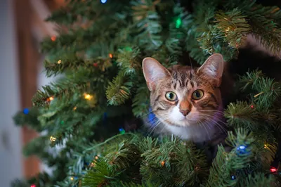 Как отпугнуть кота от елки – что делать, чтобы кот не лез на елку – Советы