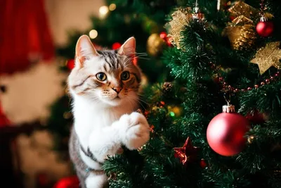 Как спасти елку от любопытного кота - AmurMedia.ru
