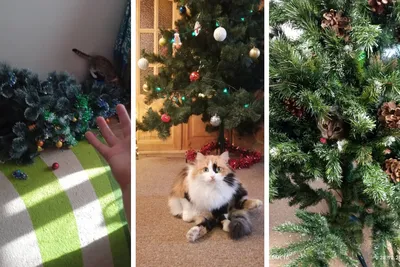 Забавные фото котов на елке, кот и елка декабрь 2022 года - 31 декабря 2022  - НГС