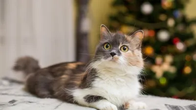 Новогодние фотографии домашних животных; коты рядом с новогодней елкой - 30  декабря 2023 - 59.ru