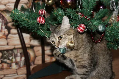 Как спасти новогоднюю елку от кота » Кошка Ветра