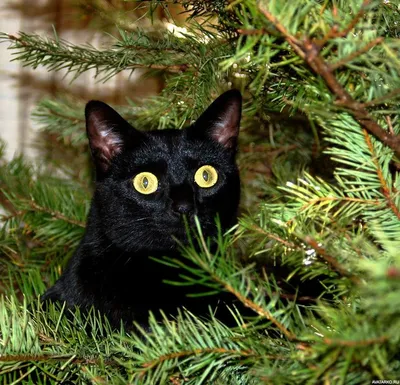 Как защитить кота от елки - советы | РБК Украина