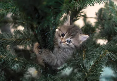 Что делать, чтобы кот не крушил новогоднюю елку: советы ветеринаров / что  делать, если кот съел дождик или мишуру - 22 декабря 2021 - 116.ru