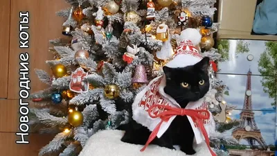 Чёрный кот в качестве новогодней игрушки на ёлке — Фотки на аву | Милые  котики, Смешные животные, Смешные фотографии кошек