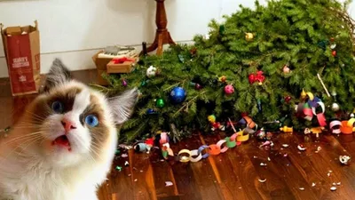 Коты роняют елки, грызут гирлянды, и другие новогодние истории о домашних  животных