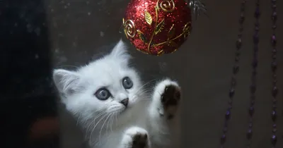 Как защитить новогоднюю елку от кошки? - Одесская Жизнь