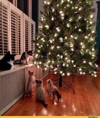 Коты и рождественские елки стоковое изображение. изображение насчитывающей  рождество - 85677491