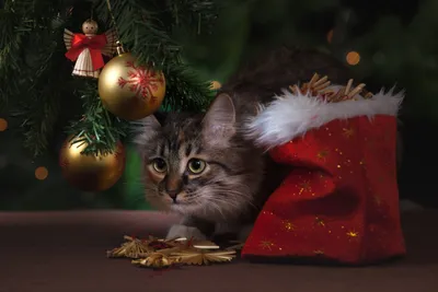 Почему коты атакуют новогоднюю елку, чем это опасно, как защитить питомца