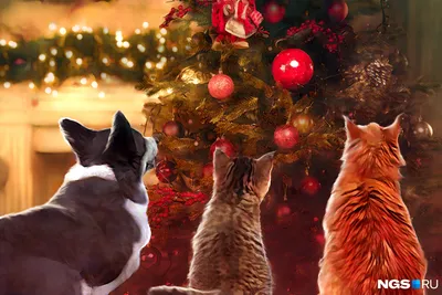 Как защитить елку от кота: лайфхаки и советы ветеринара | Ямал-Медиа