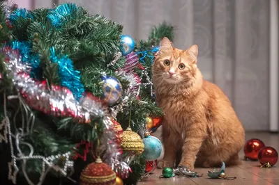 Зоопсихолог рассказала, как уберечь новогоднюю елку от кота