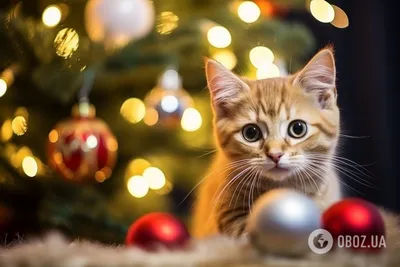 Милый котик у Новогодней елки | Питомец, Милые котики, Котята