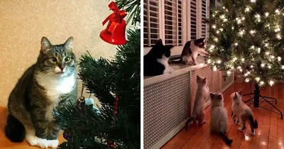 Как защитить елку от кота | Советы «Питомцев» - Питомцы Mail.ru