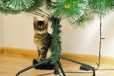 Коричневый полосатый кот возле елки · Бесплатные стоковые фото