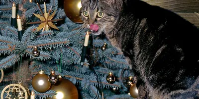 Сезон охоты кошек на новогодние ёлки объявляется открытым