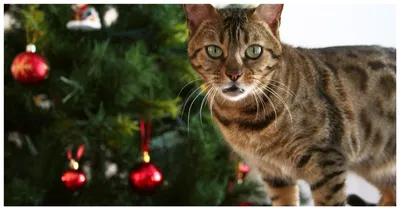 2023 новогодние Коты, животные, украшения, персонализированная  Рождественская шляпа, украшение для елки, подвеска, праздничные товары |  AliExpress