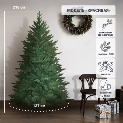 Живая датская новогодняя елка (Abies, срезанная) 1,5-1,7м купить в Минске