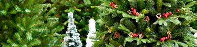 Где искать самые красивые новогодние елки - Российская газета