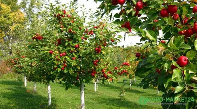 Плодовый сад: как спланировать плодовый сад - Agro-Market24