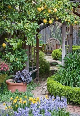 Плодовый сад в ландшафтном дизайне | Статьи для садоводов