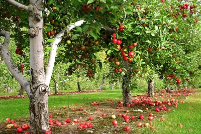 Плодовые деревья: советы и правила размещения культур