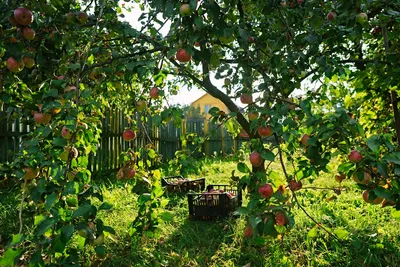 План посадки сада: фруктовый сад, декоративный и смешанный сад | Огородники
