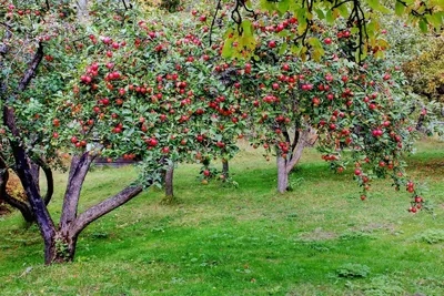 Monso | Декоративный огород и плодовый сад