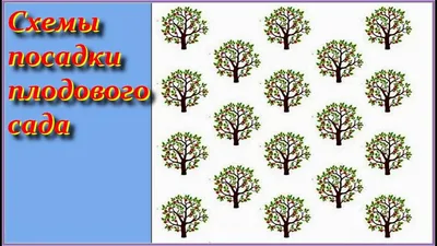 6 деревьев для дачи, которые хорошо приживутся и вырастут без вашего  участия | ivd.ru