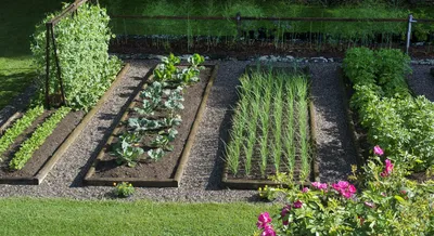 10 вариантов совместить овощные культуры с декоративными и сделать красивый  сад из клумб, вместо грядок! | Дизайн Малина | Дзен