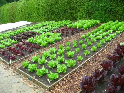Планируем огород грамотно и получаем отличные урожаи на будущий год | Наша  Дача | Дзен