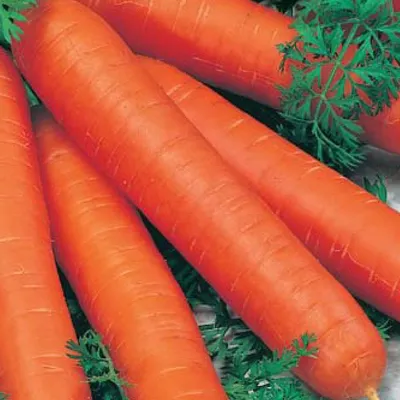 Морковь Красная без сердцевины \"Аэлита\" 🏆 – купить семена в Перми