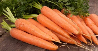 Купить Морковь Красная без сердцевины F0000021284 за 24руб. |Garden-zoo.ru