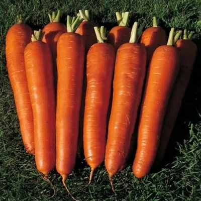 Купить семена моркови Длинная красная, Legutko, Польша 2 г.  |интернет-магазин ogurki.com