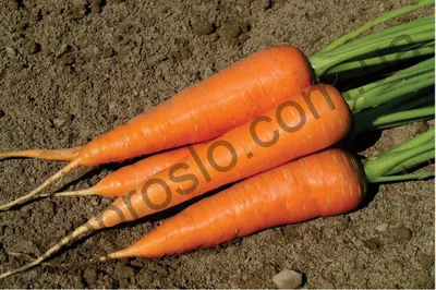 Семена Морковь «Нантская красная» по цене 3.7 ₽/шт. купить в Ярославле в  интернет-магазине Леруа Мерлен