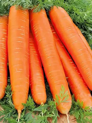 Морковь Длинная красная без сердцевины (Lange Rote Stumpfe ohne Herz)