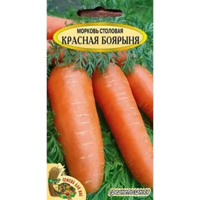 Новая большая красная морковь некорректная и причудливая в форме на белом  фоне Стоковое Фото - изображение насчитывающей ингридиент, предмет:  185143722