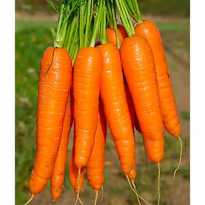Морковь Красная без сердцевины - 10г | Интернет-магазин 2sotki | Морковь  столовая (пакеты по 10 и 20 грамм) | Каталог товаров