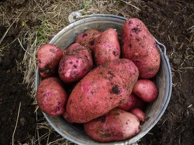 Красные сорта картофеля фото фотографии