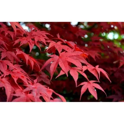 Клен красный Октобер Глори - Лиственные деревья | Питомник растений |  Посадка и уход