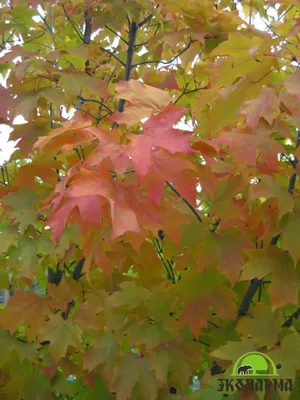Клен красный - Лиственные деревья | Питомник растений | Посадка и уход