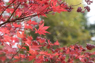 Клен красный (Acer rubrum) - Лиственные растения весна 2024 года - купить  лиственные растения спирея, кизильник, барбарис, лапчатка.