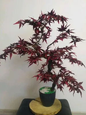 Японский красный клен осенью, Acer palmatum, самые красивые деревья мира,  01/12/2017 - YouTube