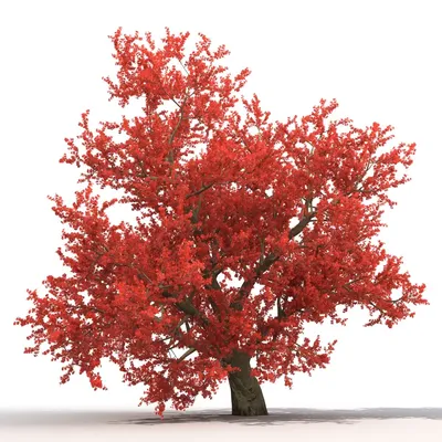 Садовый Центр « Эдельвейс» - Клён красный 🌳листопадное дерево,  принадлежащее Красный клен может достигать в высоту от 9 до 28 метров, а  ствол деревьев может иметь диаметр до 1.6 метра. Листья красного