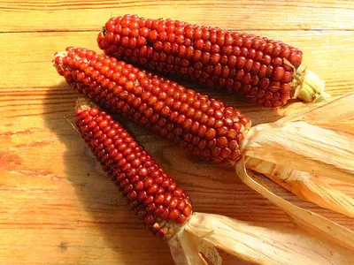 Кукуруза Красная кремнистая | Бататовые Кущи