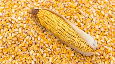Кремнистая кукуруза фото фото